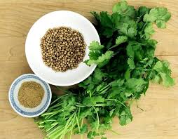 Image result for Coriandrum sativum