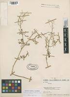 Image result for Cardamine obliqua