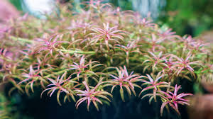 Image result for Rotala mexicana