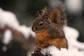 Douglas Tree Squirrel Yesterday In The Snow In My Backyard Mendocino County Northern California Bird Photography Squirrel Backyard Birds