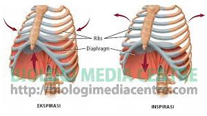 Otot diafragma adalah otot yang berbentuk lembaran yang berada diantara rongga perut dan rongga dada. Sistem Respirasi 3 Respirasi Pada Manusia