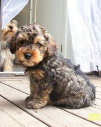 Black And Tan Yorkie Poo Full Grown Yorkie Poo Brindle Just Like My Baby Terrier Dog Breeds Yorkie Poodle Dog Breeds Pictures