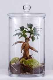 Epingle Par Tothesecretgarden Sur Collection Des Terrariums Tropical Jardin De Verre Jardins Idee Deco
