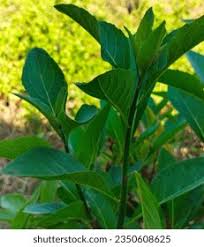 Image result for Vernonia amygdalina