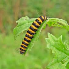 Black And White Striped Caterpillar Cinnabar Moth Catapillar Tansy Plant Catapillar Moth