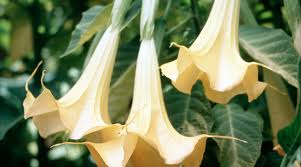 Good shade flowers for pots. The Best Shade Loving Plants For Containers That Pop Sunset Sunset Magazine