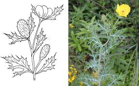 Image result for Argemone mexicana