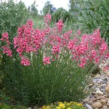 Image result for Diascia