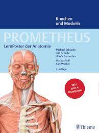 Anatomie thieme pdf thieme anatomie thieme i care anatomie thieme i care anatomie physiologie i cre thieme thieme thieme, h. Prometheus Lernposter Der Anatomie Knochen Und Muskeln 9783132424746 Thieme Webshop
