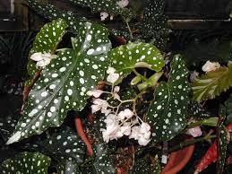 Begonia Amelia Begonia Room With Plants Plant Leaves