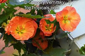 Image result for Abutilon sp.no.1