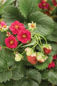 Maybe you would like to learn more about one of these? Berried Treasure Red Strawberry Fragaria Ananassa Proven Winners