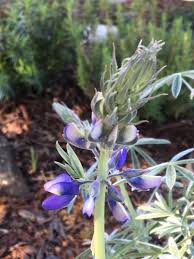 Image result for Lupinus mexicanus
