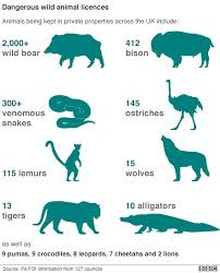 Young living essential oils 10. Wild Animals At Uk Homes Include Lions Zebras And Crocodiles Bbc News