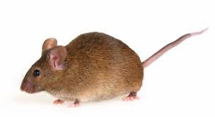 When the rats storm your property by surprise, we are always standing by to help you by offering workday, weekend, and bank holiday rat extermination, as well as emergency. Insect And Pest Control In Lake Ridge Va Blake S Pest Control