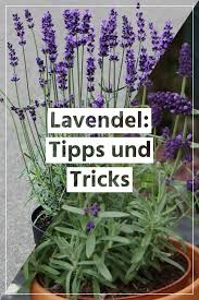 Lavendel So Duftet Er Auch In Deinem Garten Bodendecker Bienenfreundliche Balkonpflanzen Lavendel