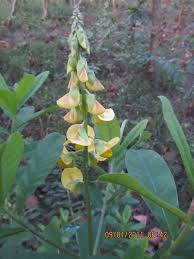 Image result for Crotalaria retusa L.