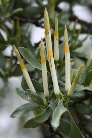 Image result for Agelanthus natalitius