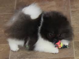 Black And Brown Pomeranian Puppies For Sale Char S Pomeranians Has Puppies For Sale On Akc Puppyfinder Kittens And Puppies Cute Animals Cute Puppies