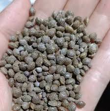 Image result for Adenia kirkii