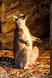 Zen Master Maki Funny Animal Animals Beautiful Animals Wild Funny Animals