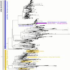 Image result for Astripomoea