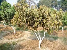 Diseases of Litchi and their management | Agriculture