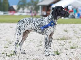 Image result for auvergneský ohař