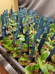 Image result for Xerophyta trichophylla