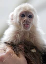 We did not find results for: 20 Capuchin Monkeys Ideas Capuchin Monkey Baby Monkey Baby Animals