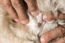 Maybe you would like to learn more about one of these? Tick Tock No Time Like The Present To Check Your Pet For Ticks