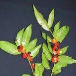 Image result for Heisteria