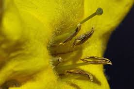 Image result for Rhigozum brevispinosum