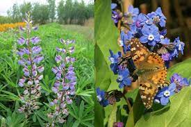Maybe you would like to learn more about one of these? Native Plants For Butterfly Gardening Benton Swcd