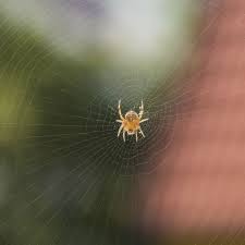 Wann sieht man die spinnen im garten? Pfui Spinne Friedrichs Gartenjahr Aussaen Pflanzen Giessen Und Geniessen