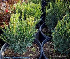 Image result for Buxus acutata