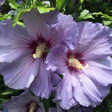 Date Balls Date Balls Purple Hibiscus Flowers