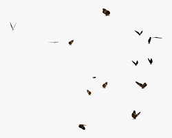 Start date jul 16, 2015. Swarm Of Postman Butterflies By Madetobeunique On Deviantart Flock Hd Png Download Transparent Png Image Pngitem
