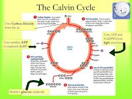 Image Result For Calvin Cycle Aerobic Or Anaerobic Cycle Aerobics Microbiology