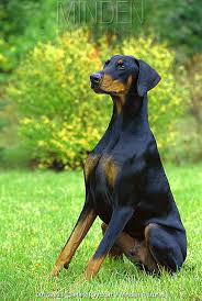 Doberman Pinscher stock photo