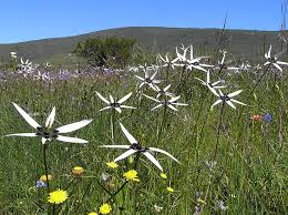 Image result for Hypoxidaceae