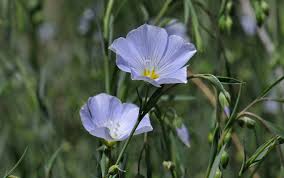 Image result for Linum