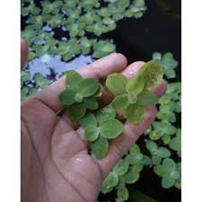 Sebelum itu, ingin admin tegaskan bahawa semua bahan ini. Pokok Kiambang Kiambang Pokok Kiambang Rose Pokok Air Akuatik Pokok Ikan Laga Guppy Molly Ikan Peliharan Leaf Shopee Malaysia