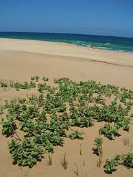 Image result for Vitex obovata