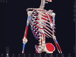 Sep 09, 2014 · your muscles heal very differently than your bones. Arm Muscles Map A Few Clowns Short Of A Circus Smarter Not Harder