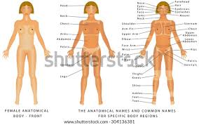 Check spelling or type a new query. A Contribui Iaurt Afirma Human Body Diagram Female Lifestone Org