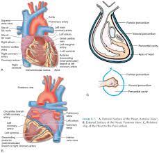 The Heart Structure And Function Structure And Function Heart Structure Function