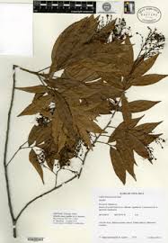 Image result for Hirtella zanzibarica