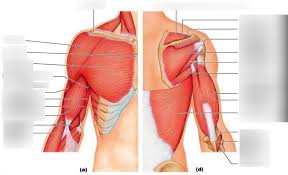 Want to learn more about it? Upper Arm Muscles Diagram Quizlet