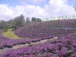 Tea Estate In Valparai Tourist Places Cool Places To Visit Places To Visit